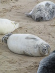 SX11277 Cute grey or atlantic seal pups sleeping on beach (Halichoerus grypsus).jpg